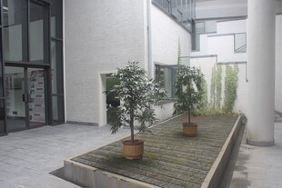 现代庭院绿植景观