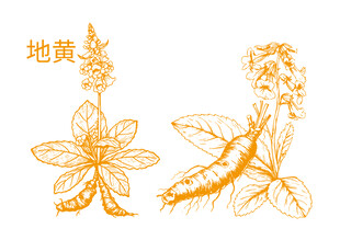 地黄植物手绘插画