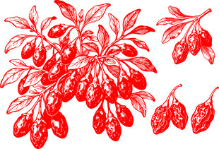 手绘枸杞植物插画元素