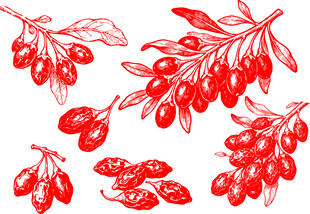 手绘红色枸杞枝叶果实图