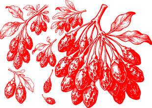 红色枸杞植物图案素材