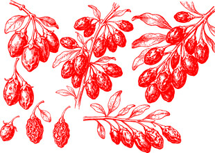 手绘枸杞果实枝叶图案