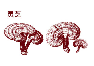 手绘灵芝图案展示