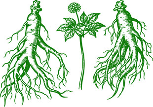 手绘人参植物根茎叶图示