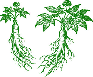 手绘植物根系图