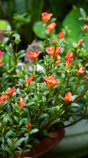 鲜艳橙花盆栽植物