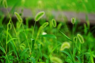 嫩绿草丛