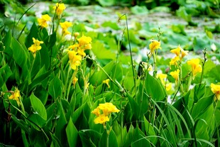 春日黄花绽放