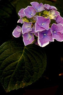 紫色绣球花