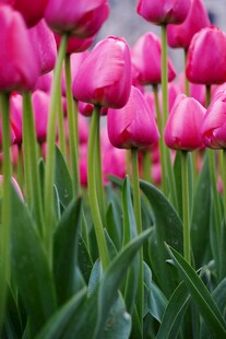 粉色郁金香花海