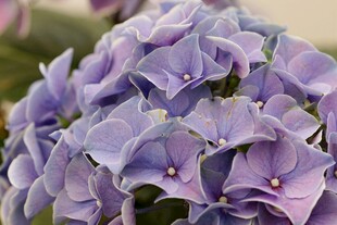 紫色绣球花