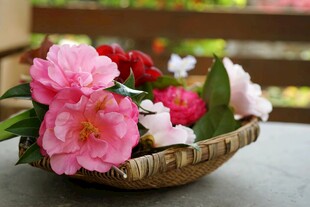 娇艳花卉