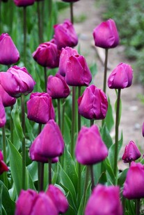 紫色郁金香花丛