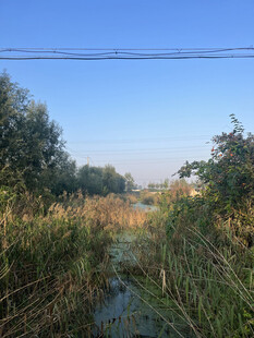 乡村河畔芦苇丛生美景
