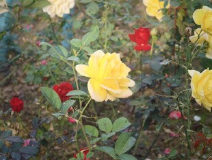 黄红月季花