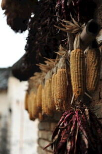 农家屋檐下的丰收景象