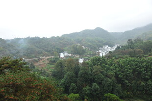 山间村落隐于葱郁林木间