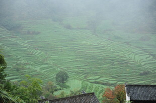 雾中梯田与屋舍美景