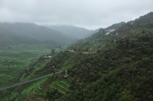 山间云雾缭绕的绿色景致