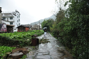 雨后乡村小道 绿意盎然