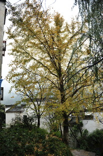 秋日金黄银杏树景致