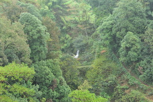 山间葱郁森林景观