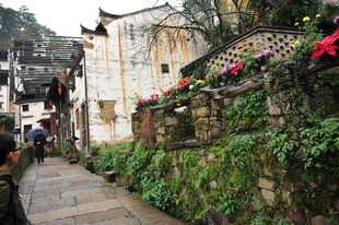 古巷人家 绿植环绕的景致