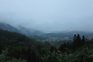 山间雾色 静谧山林景致