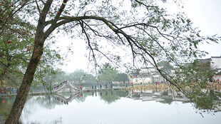 湖畔垂柳下的宁静水乡