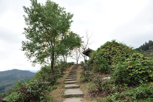 山间小径旁植被繁茂风景