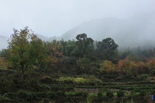 山间雾景 秋意盎然