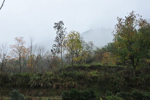 山林秋景 树木错落有致