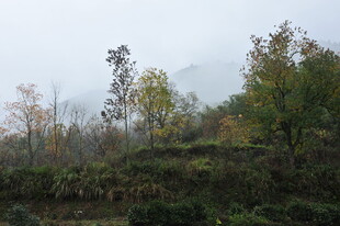 山间秋景 树木云雾相衬