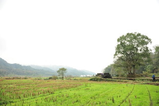 乡村田园风光的静谧景致