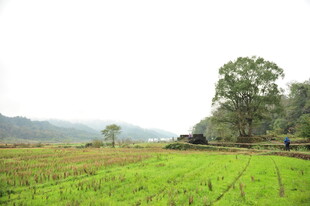 乡村田野风光 绿意盎然