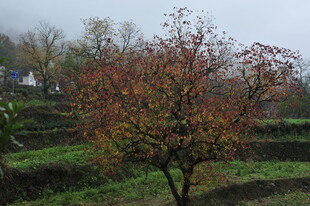 秋日山坡上的多彩树木