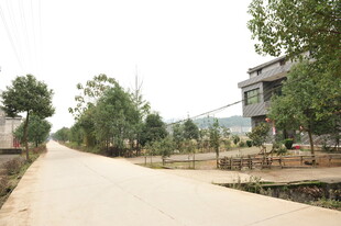 乡村宁静小路与周边景致