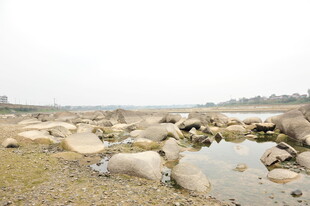 河边休憩的羊群