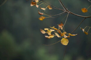 秋日枝头泛黄叶片特写