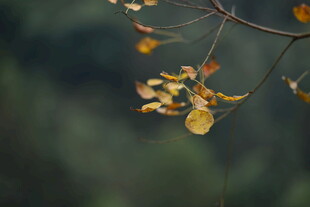 秋日银杏枝头黄叶摇曳