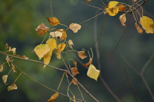 秋日枝头的枯黄叶片