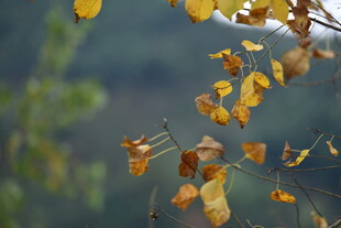 秋日枝头泛黄的叶片