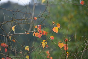 秋日枝头斑斓红叶