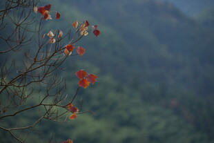 山间红枫树枝特写