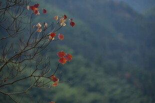 山间枝头红叶初绽