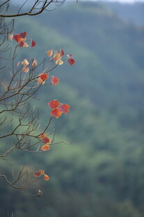 枝头红叶映青山