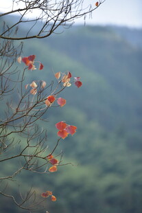 枝头红叶映青山