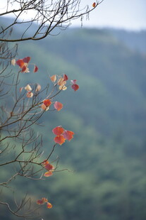 枝头红叶映远山