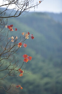 枝头红叶映远山