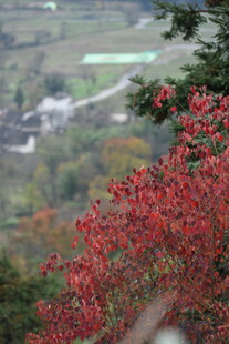 秋日红枫下的田园景致